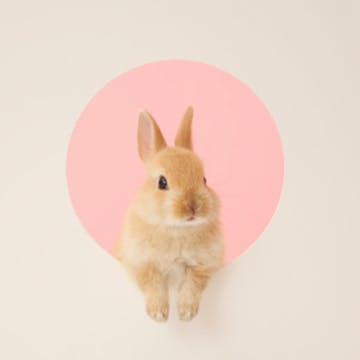 Image of adorable and fluffy light brown bunny rabbit popping through a pink and ivory-hued background.