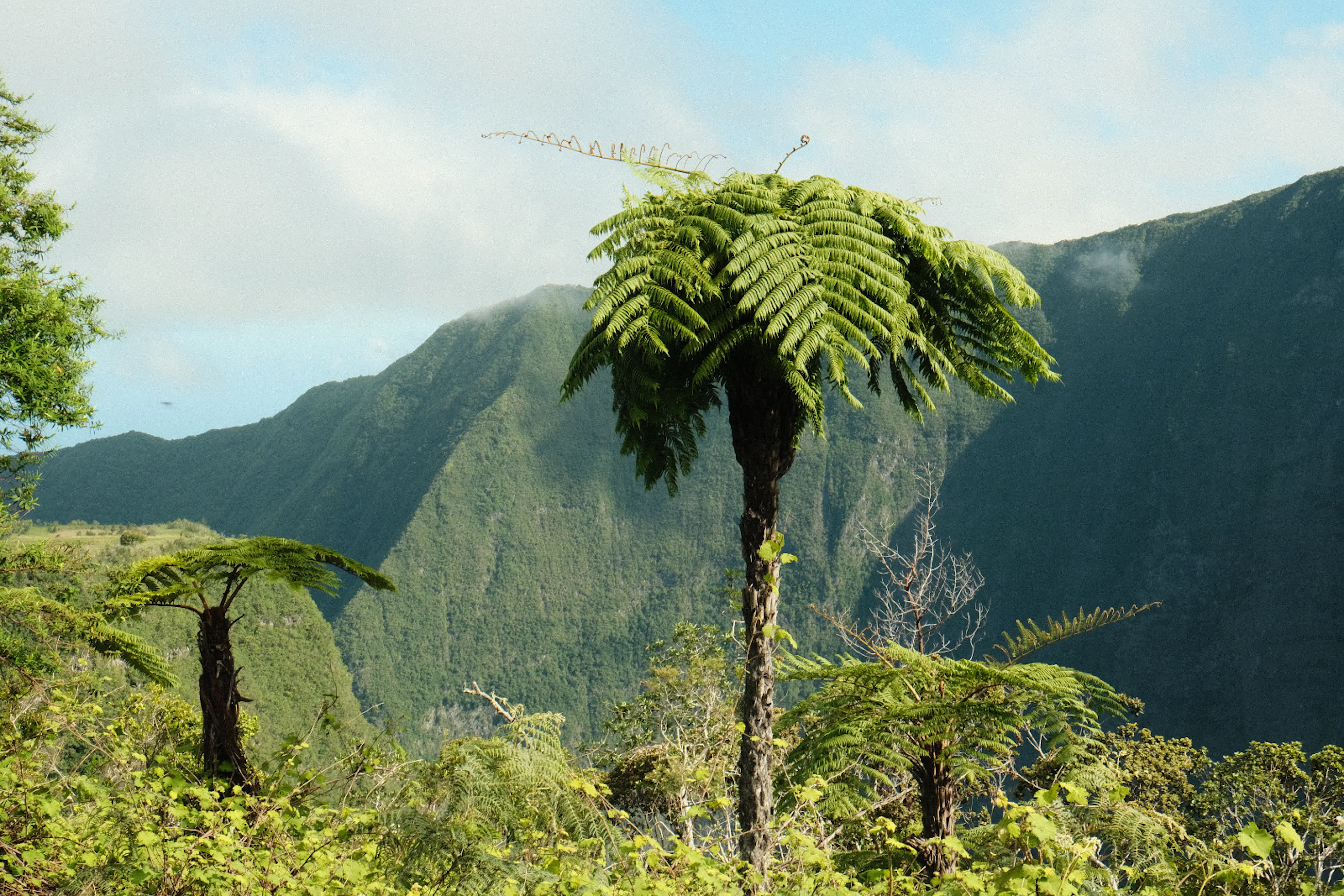 Rempart et fougères arborescentes, La Réunion