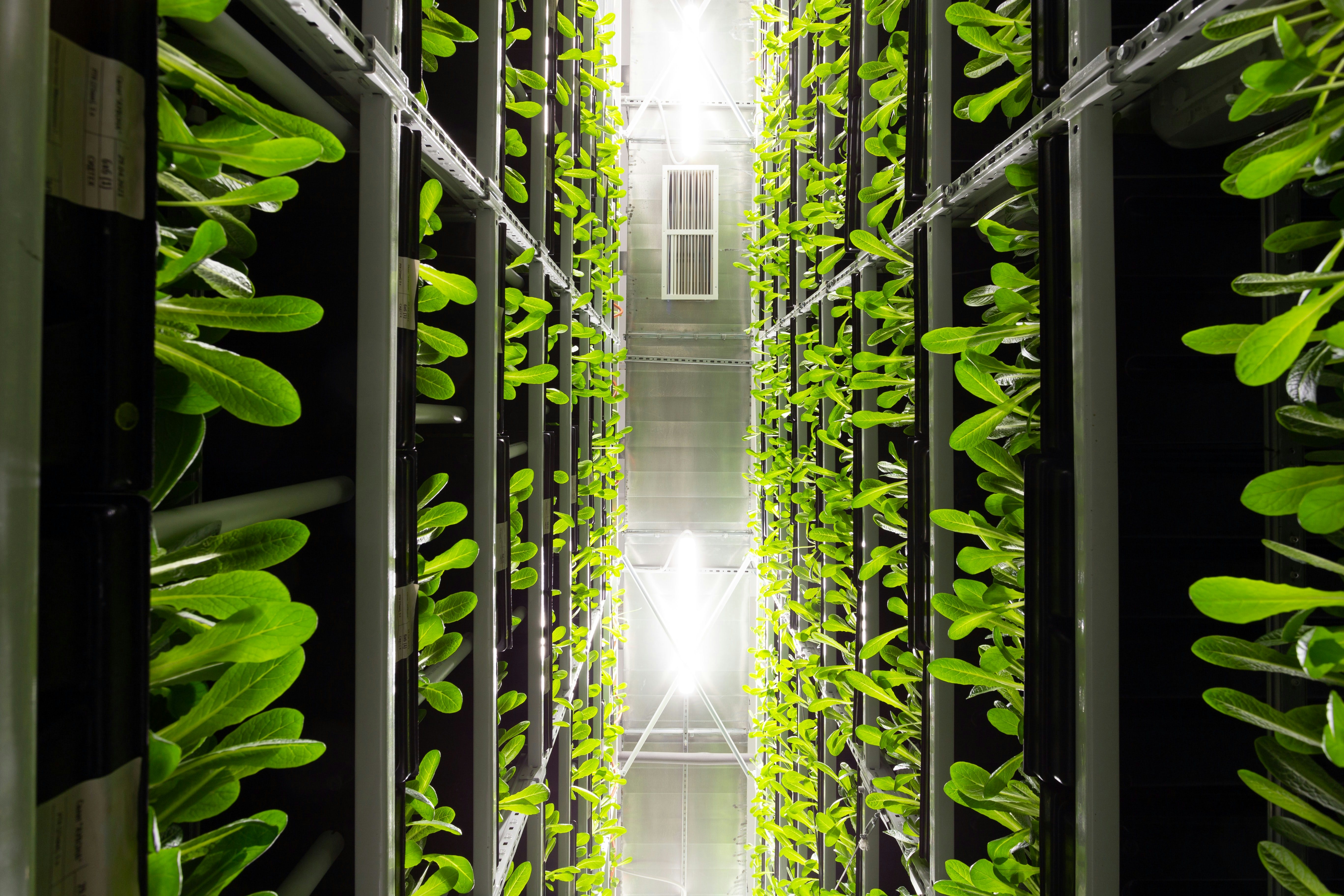 Vertical farming image