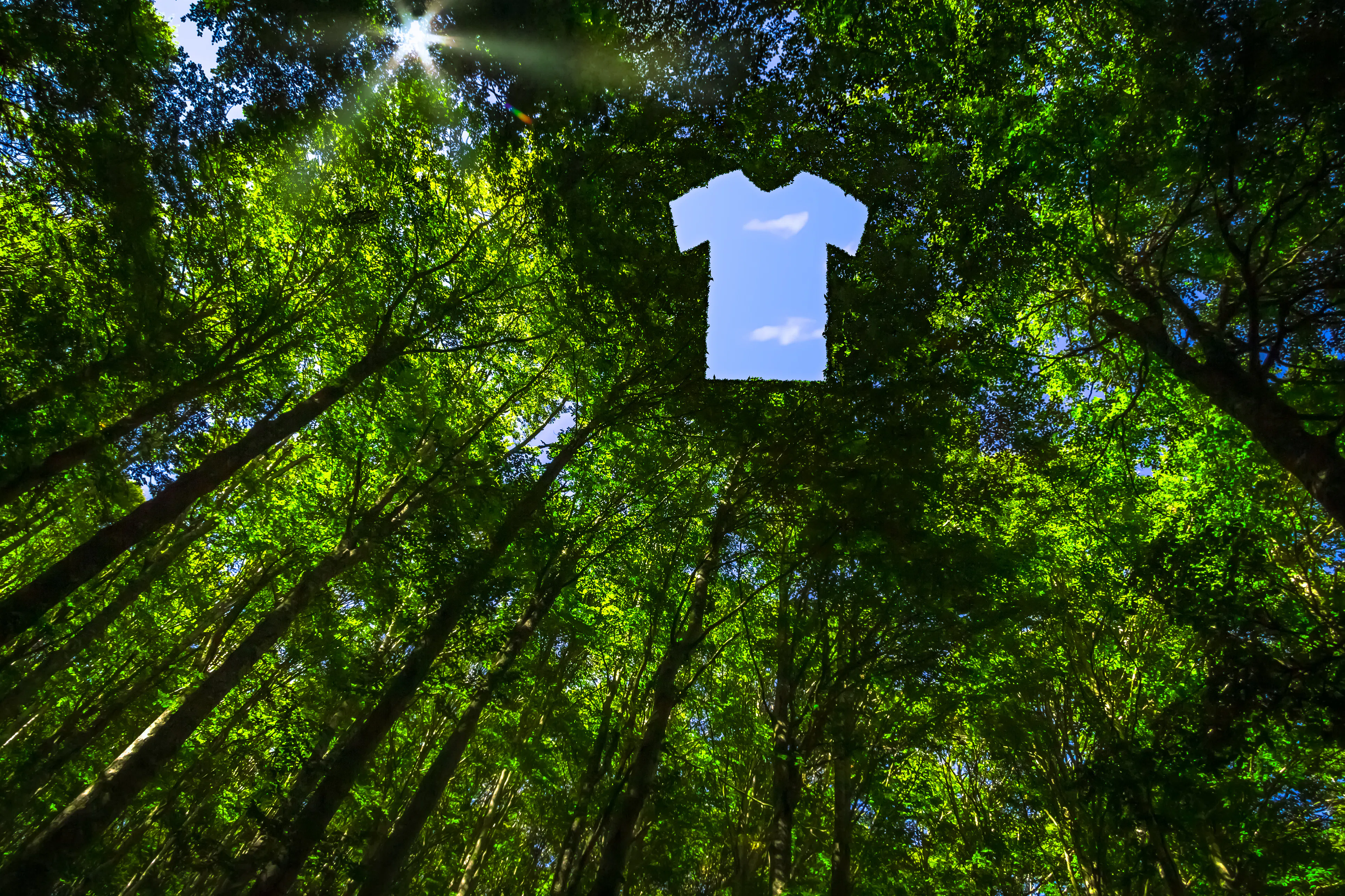 Copas de árvores formando o contorno de uma camiseta