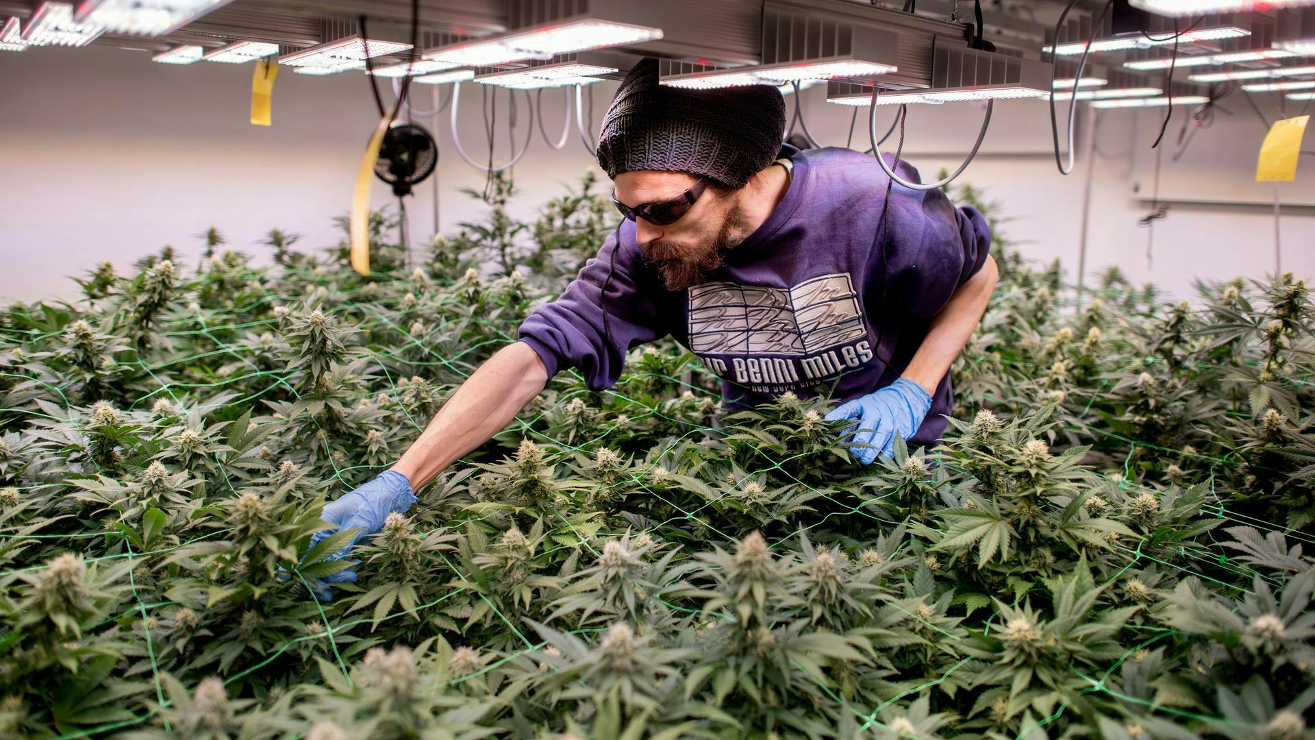 Nezakoniti trg s konopljo cveti kljub legalizaciji – gojiteljska društva ostajajo nepomembna