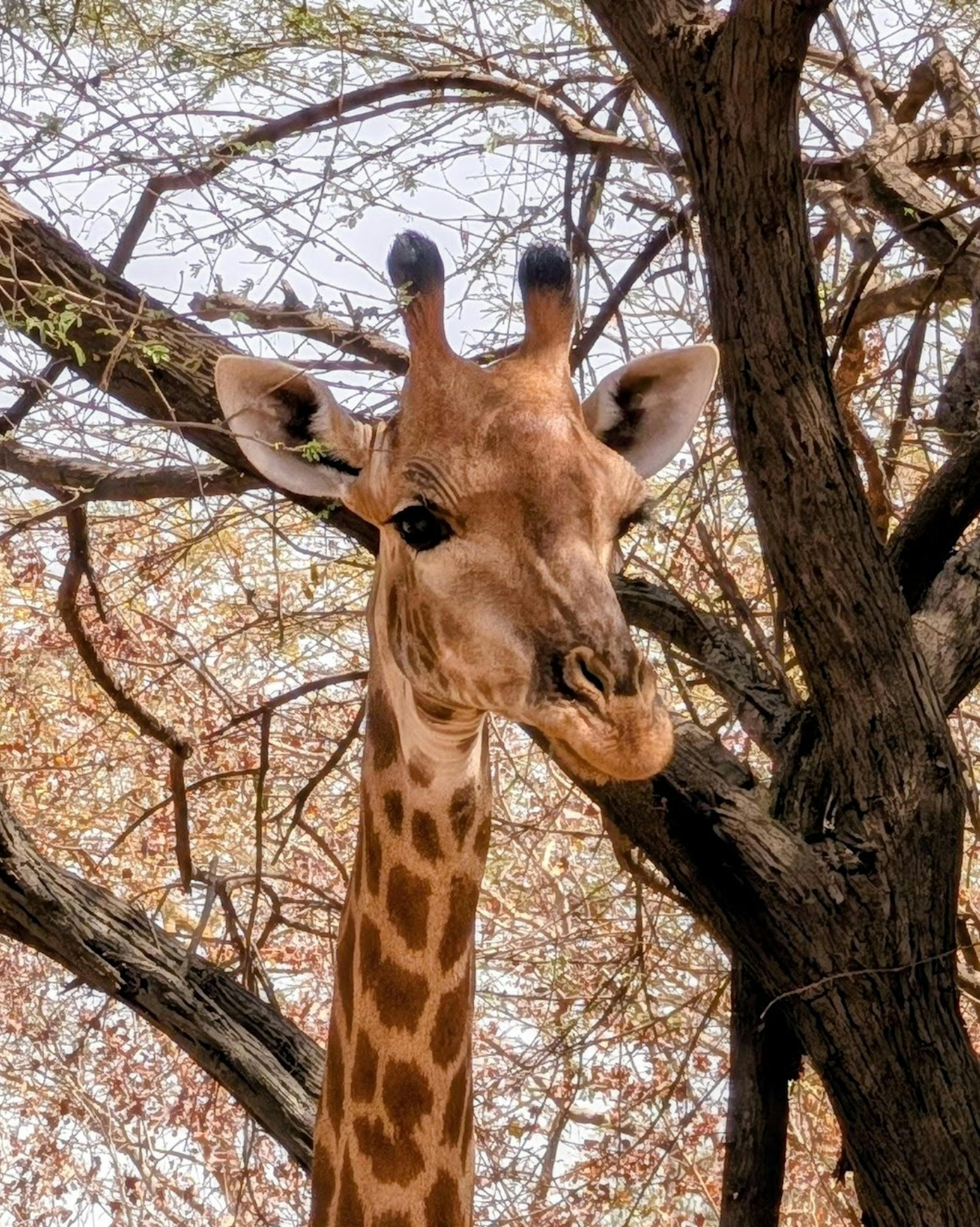 Giraffe