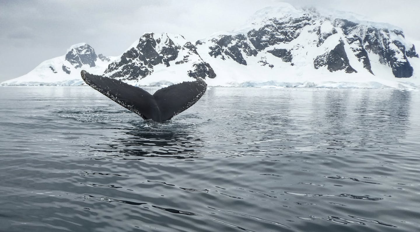 La Coalition pour l’Antarctique et l’océan austral salue la confirmation par la Franc...