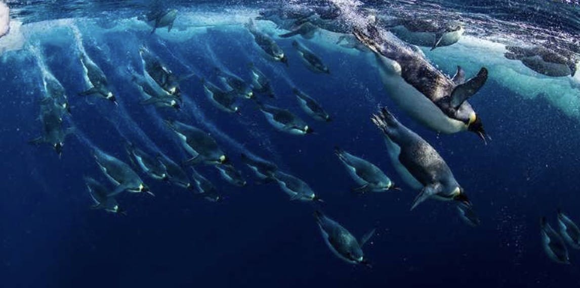 Continued high-level support for Southern Ccean protection at One Ocean Summit