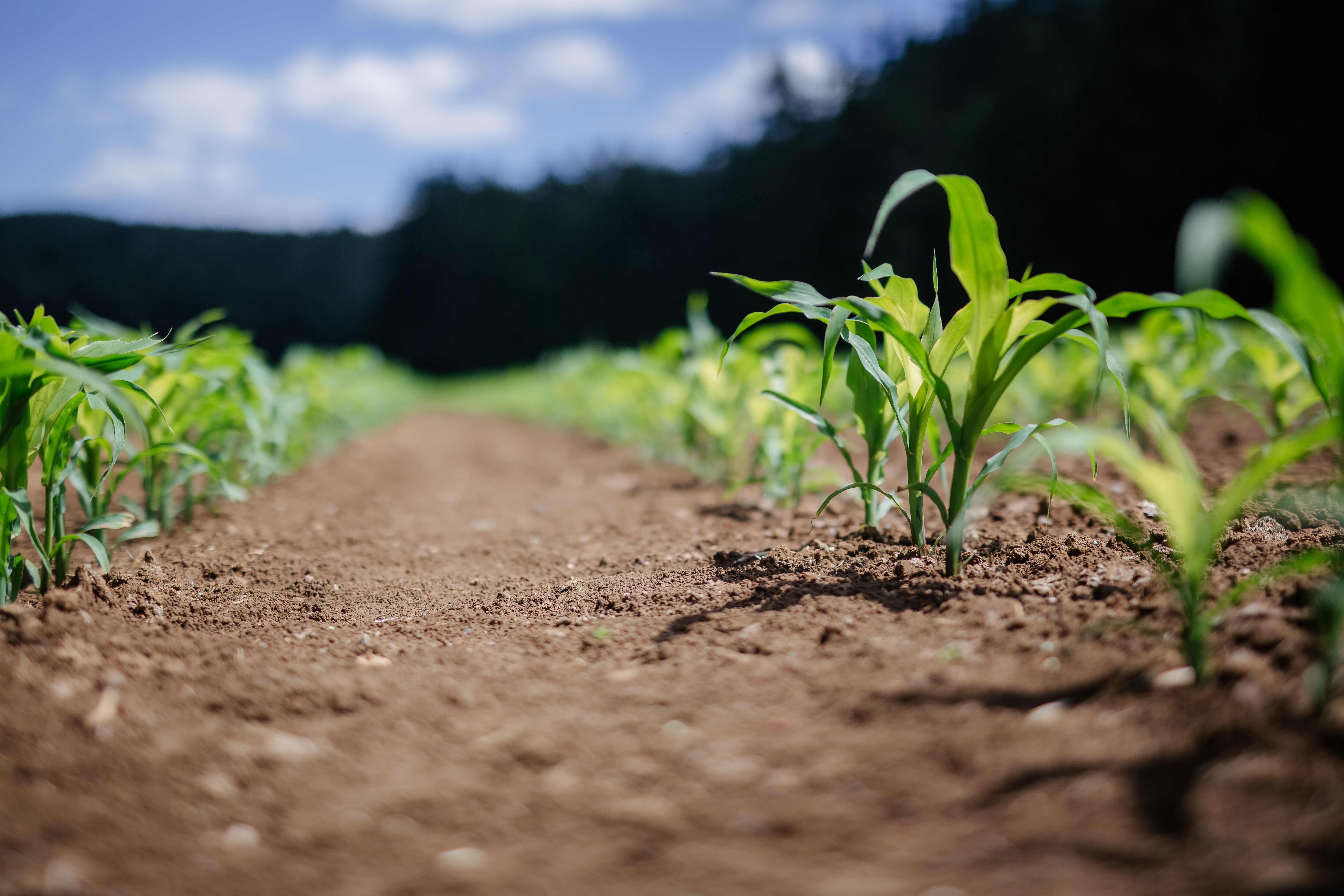 Next steps for sustainable agriculture policy – taking a One...