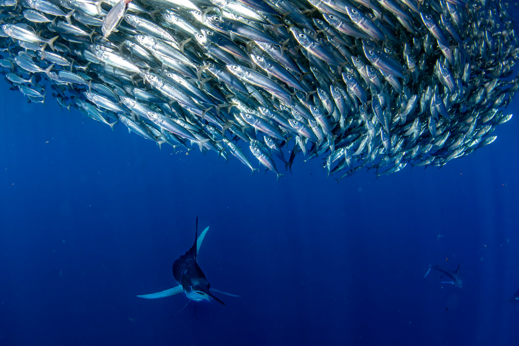 EU Leadership on the High Seas Treaty: Priorities Ahead of COP1