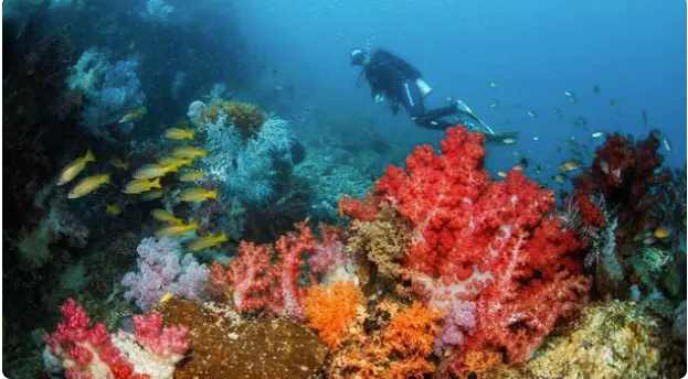 “The seabed: France’s credibility is at stake before 2027” 