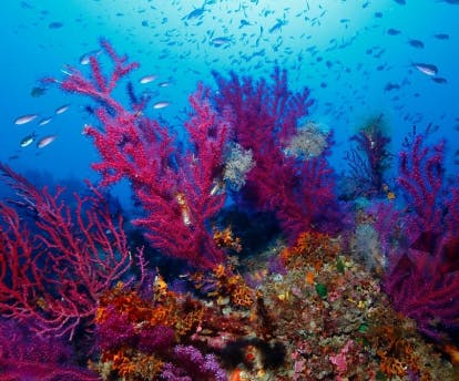 Économie bleue: De nouvelles approches pour restaurer la biodiversité marine