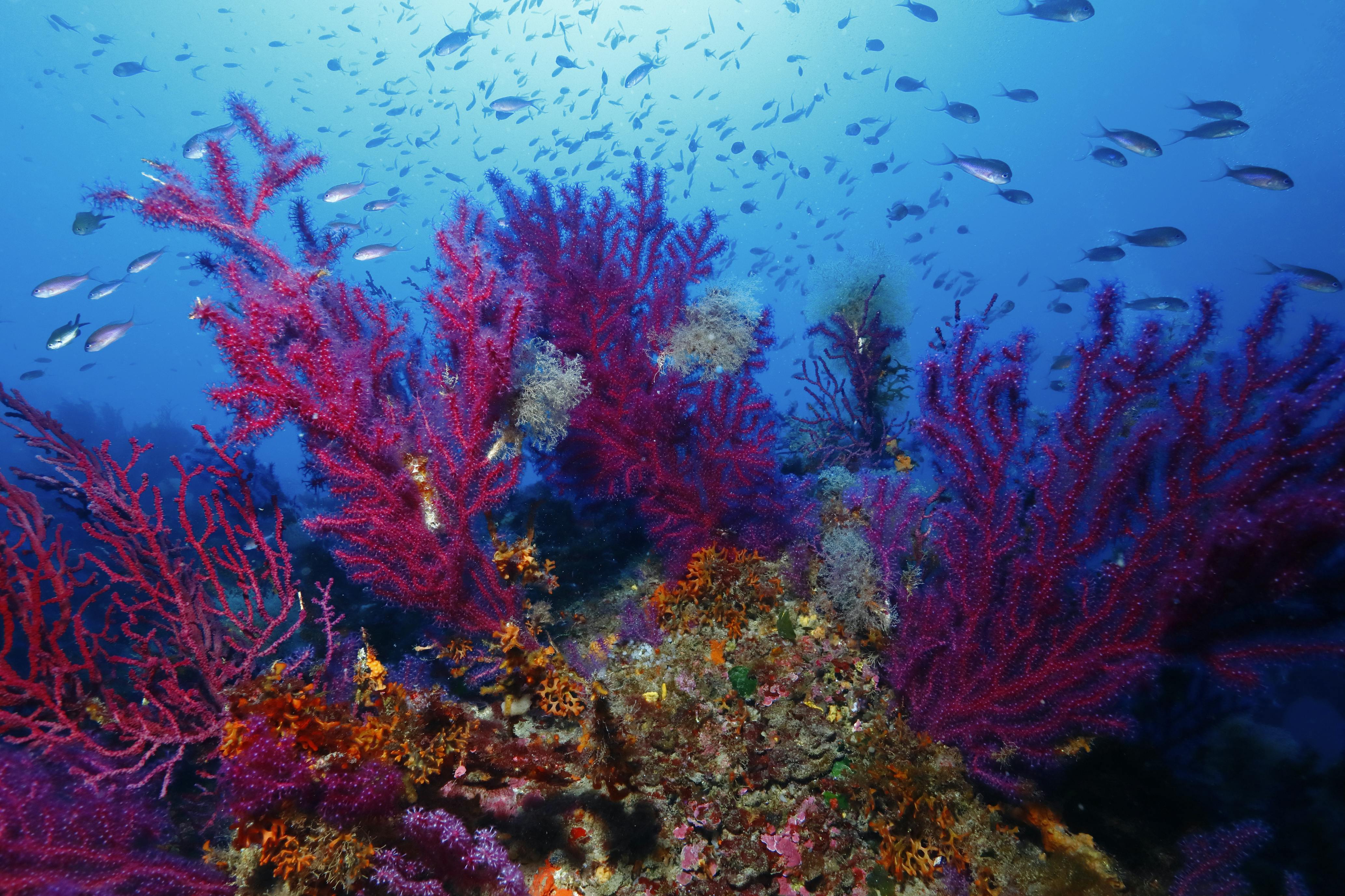 Blue economy: New approaches to restoring marine biodiversity