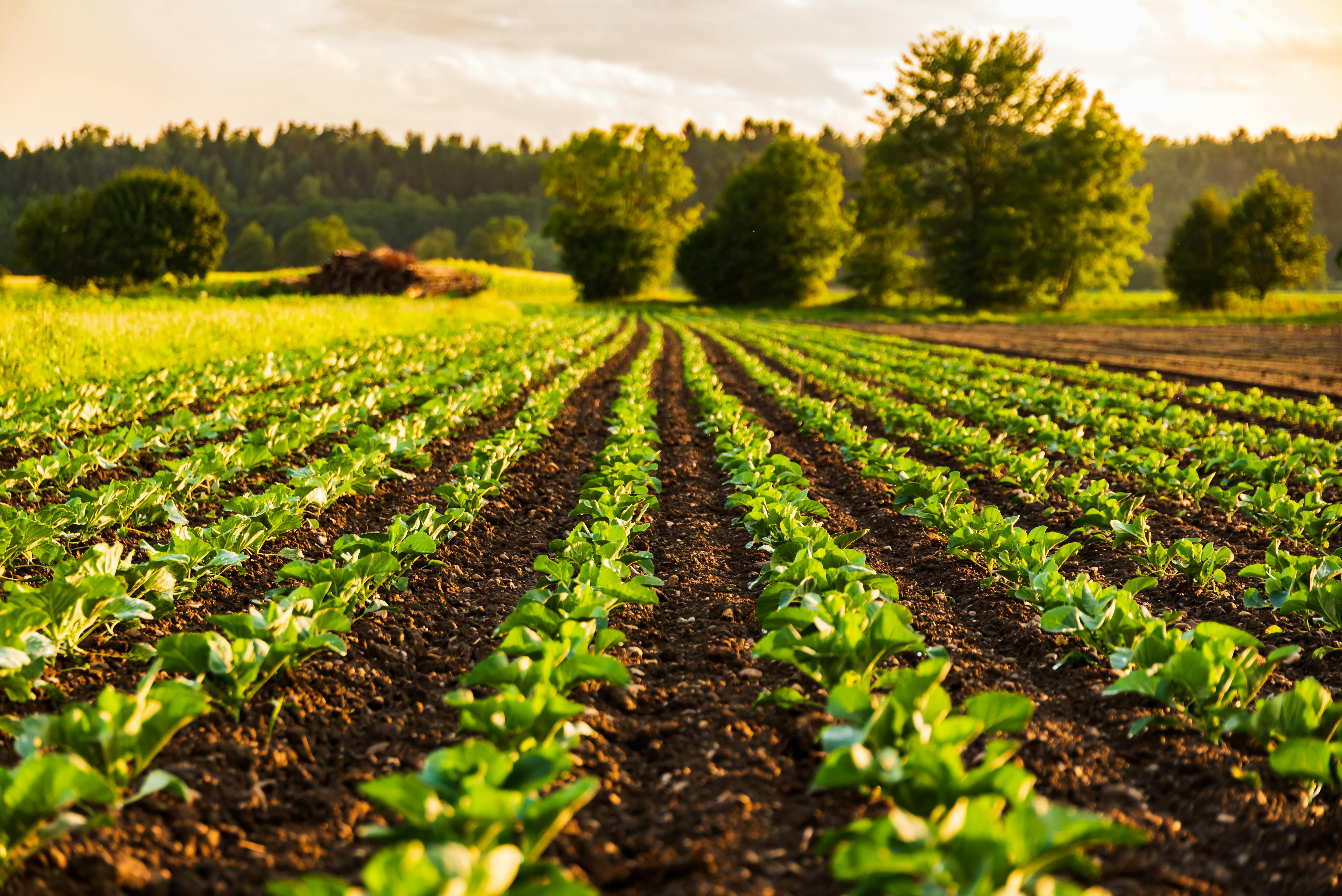 Six recommandations pour réussir la transformation du secteur agro-alimentaire européen