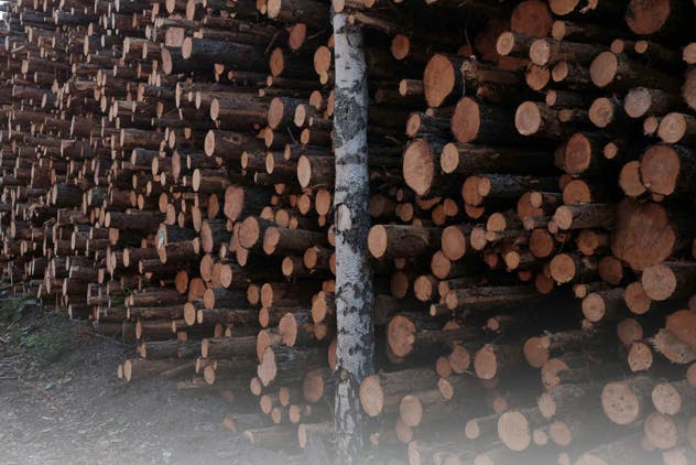 Deforestation regulation: the European Commission under pressure