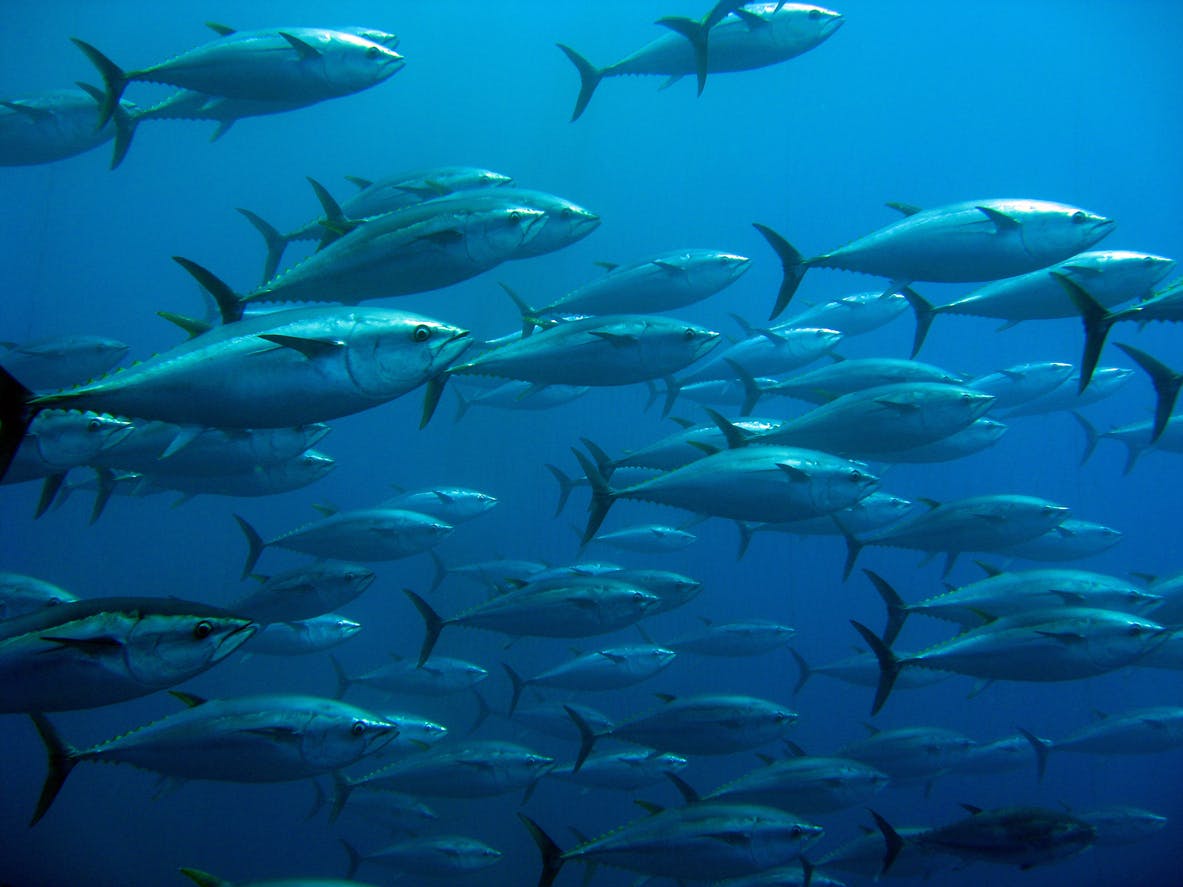 Transforming regional fisheries governance: strategic recommendations for RFMOs
