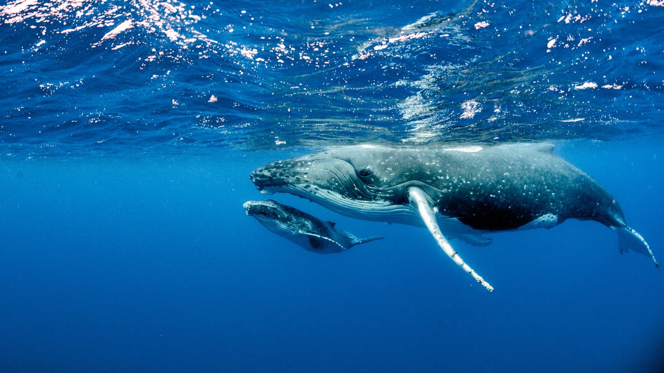 Building an Ocean Union: Blueprint for a transformative European Ocean Act 