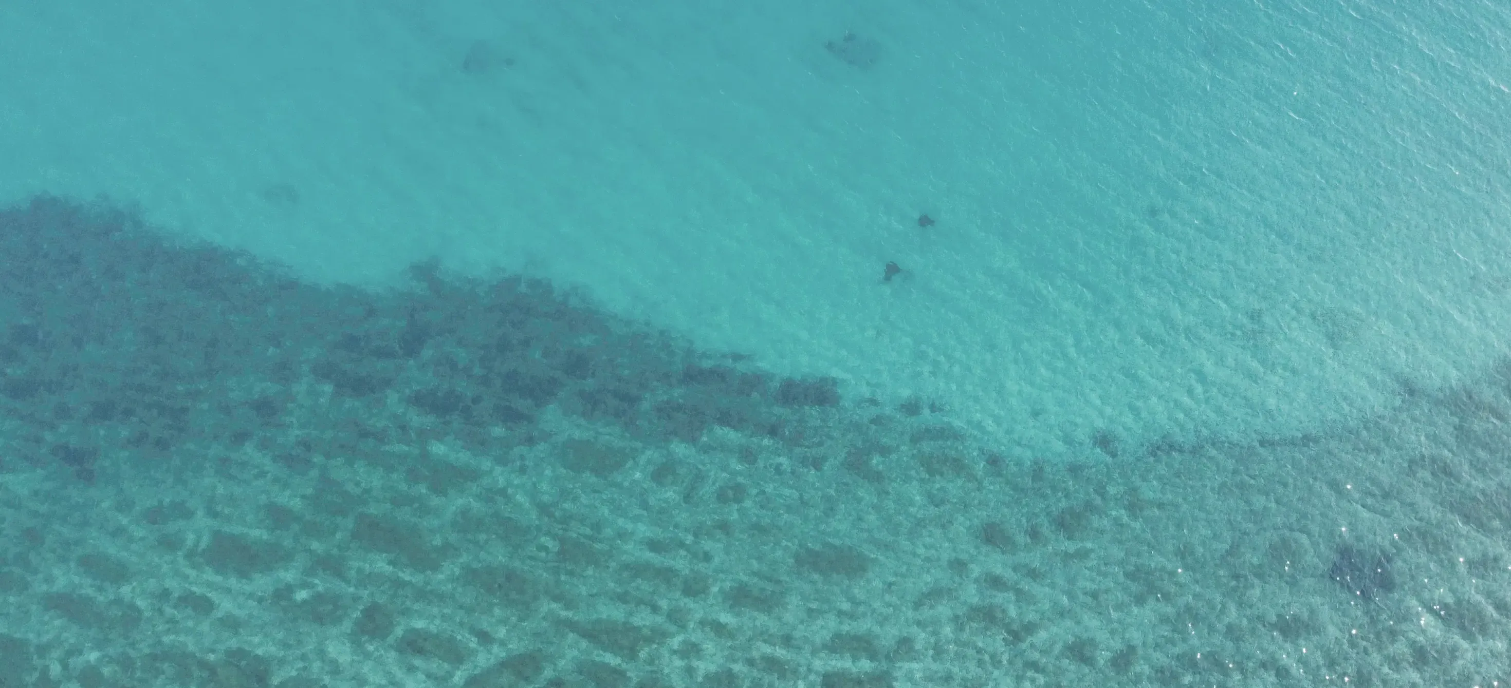 POLITICO Pro Morning Sustainability – Geneviève Pons on the future European Ocean Act