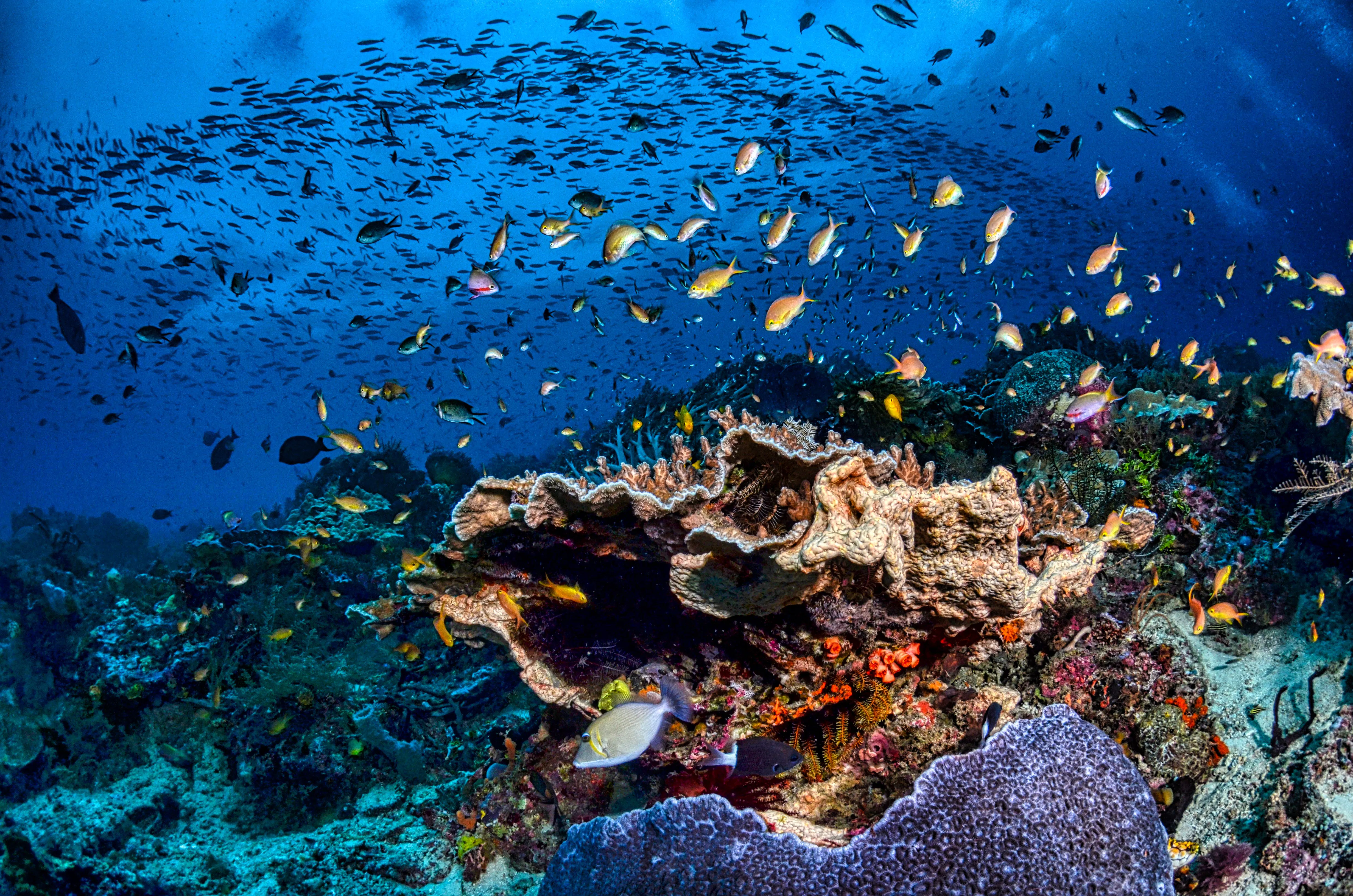 Building Blocks for an Ambitious European Ocean Act