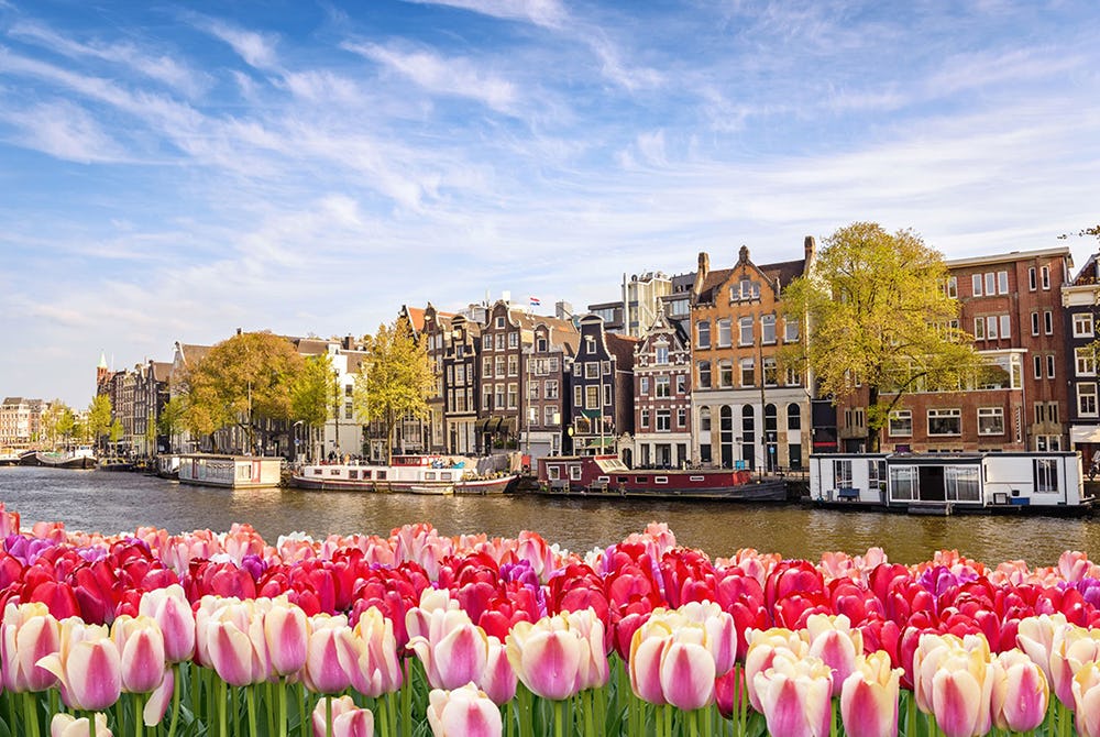 Photo of tulips along the canal in Amsterdam, Netherlands
