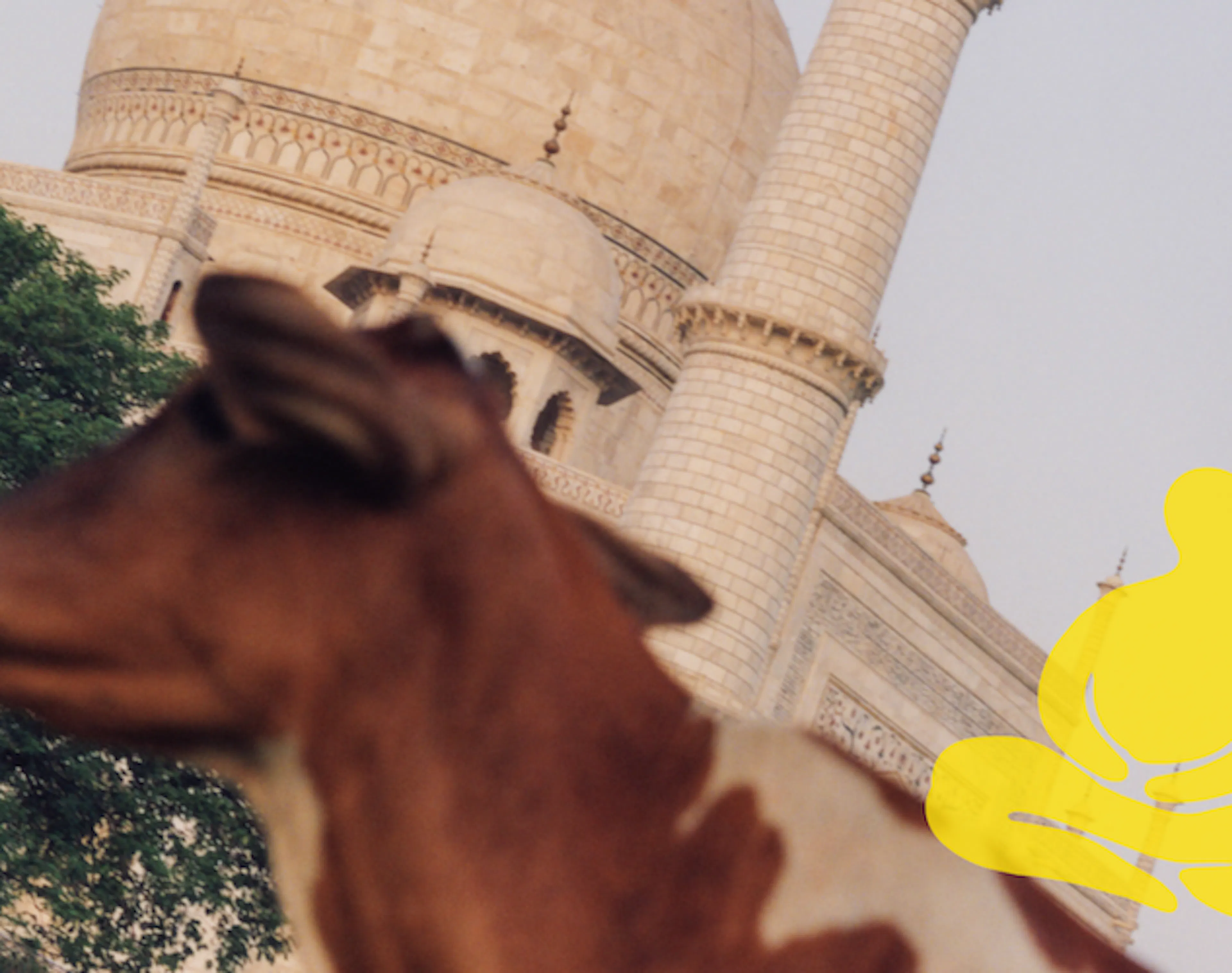 El Taj Mahal con una vaca marrón en primer plano