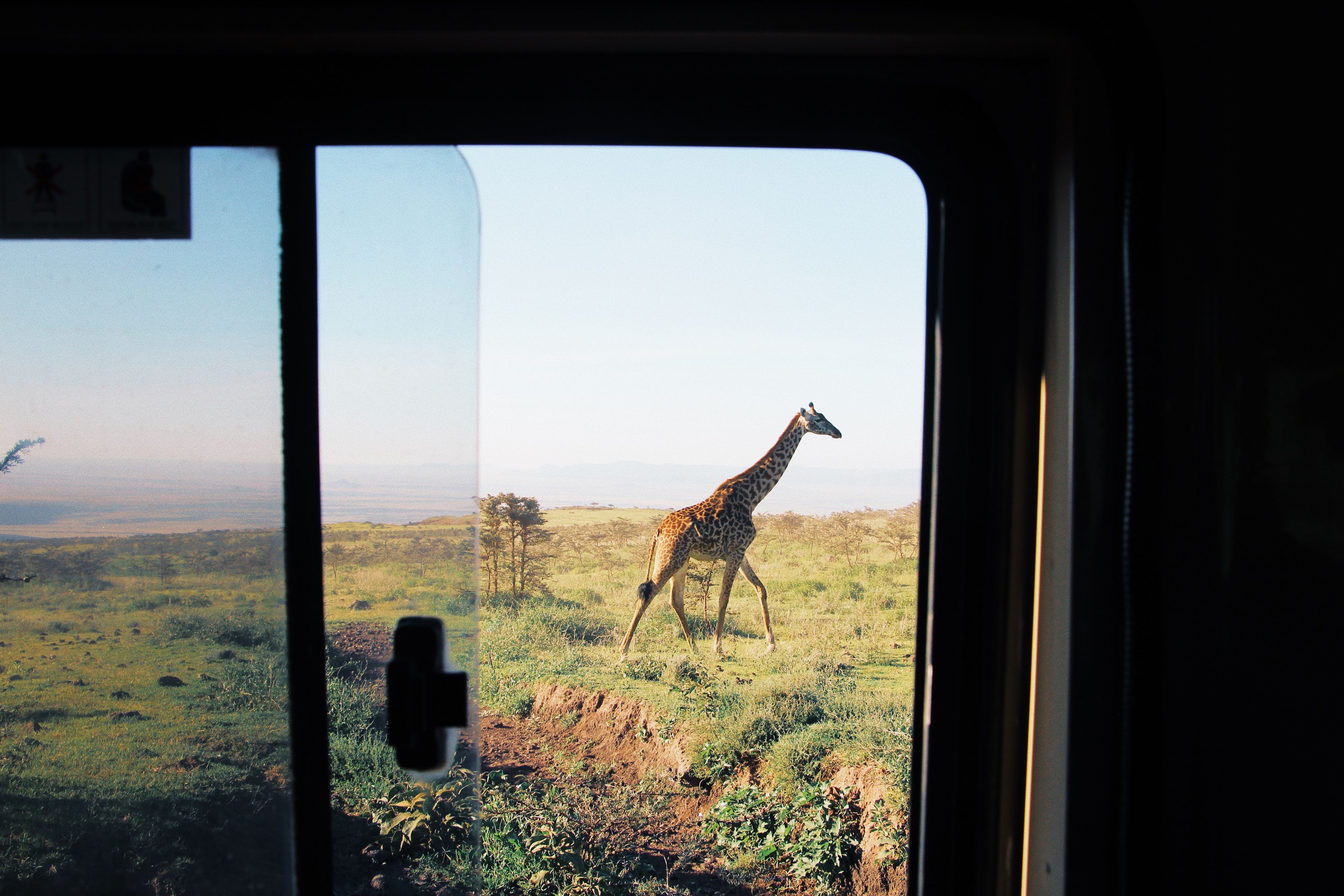 vue d'une girafe à travers la fenêtre d'une voiture