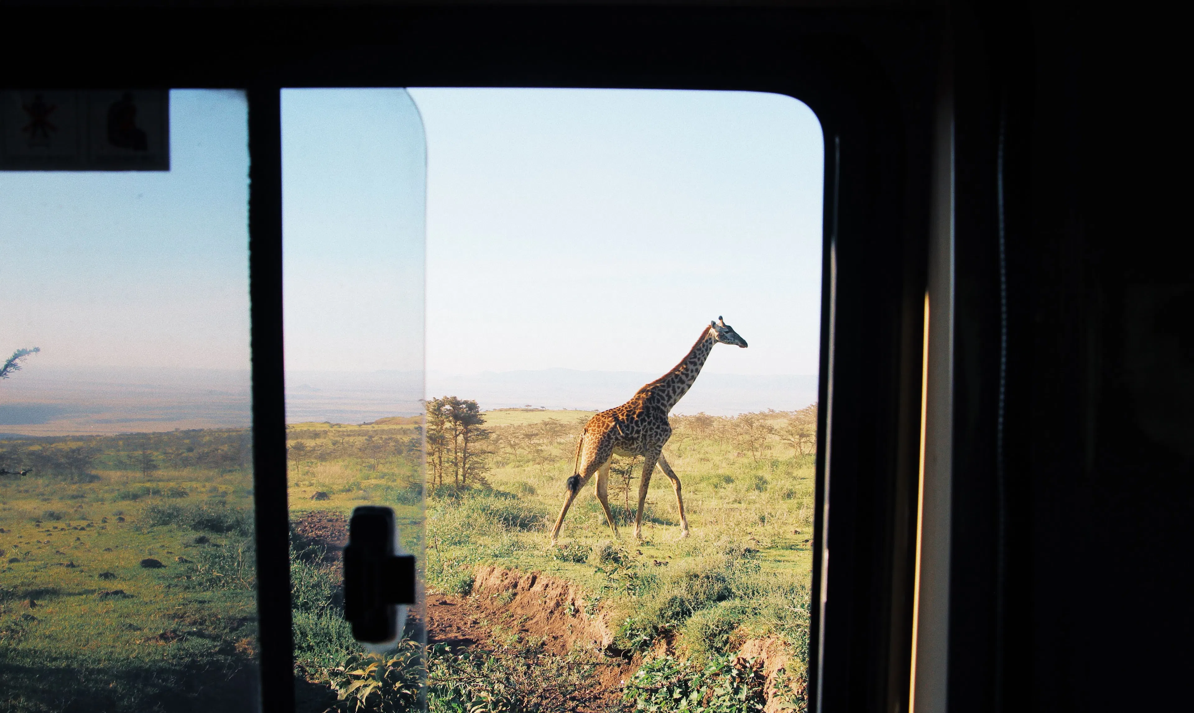 vue d'une girafe à travers la fenêtre d'une voiture