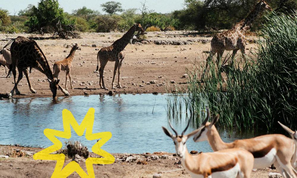 Jirafas bebiendo en un abrevadero en Namibia
