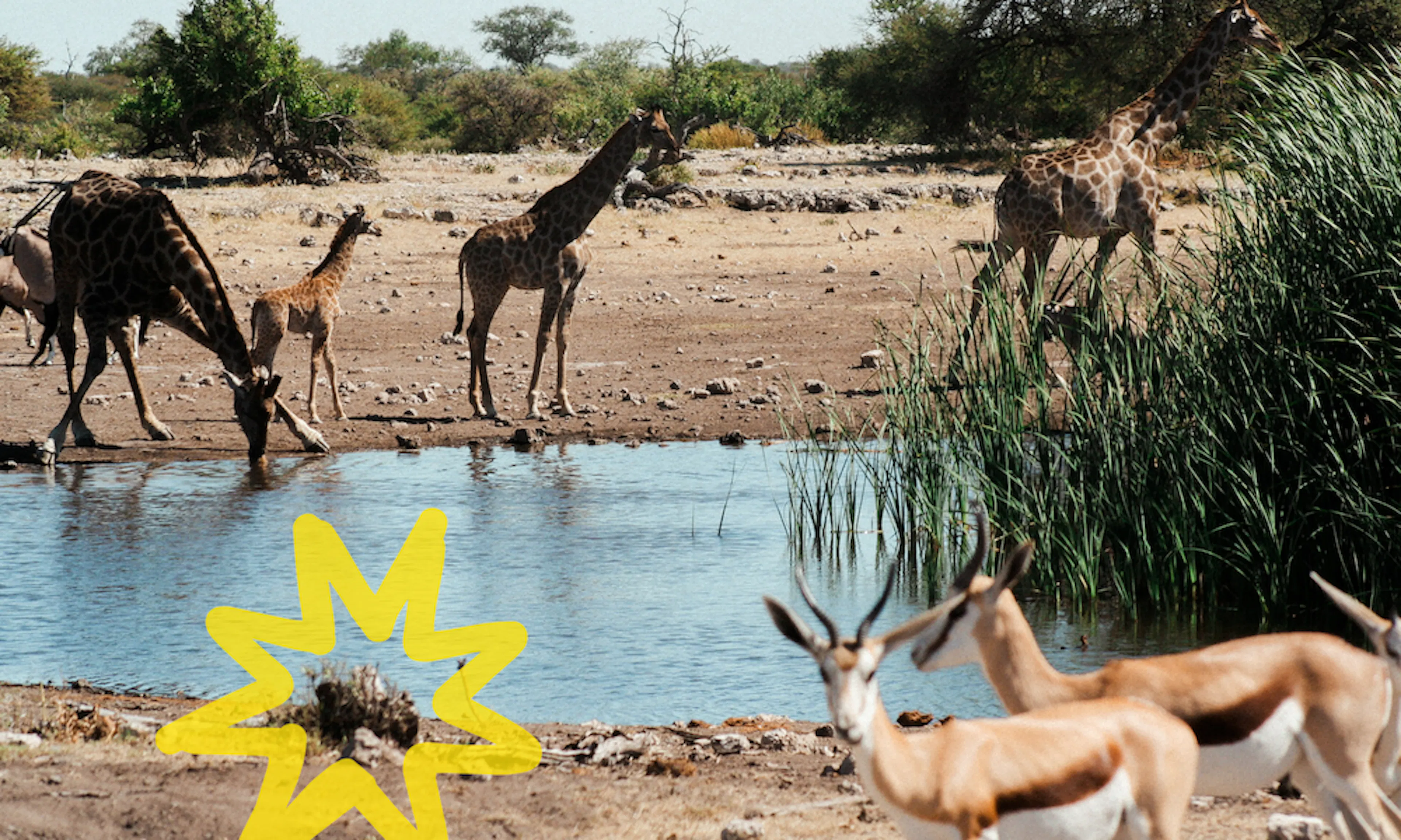 Jirafas bebiendo en un abrevadero en Namibia