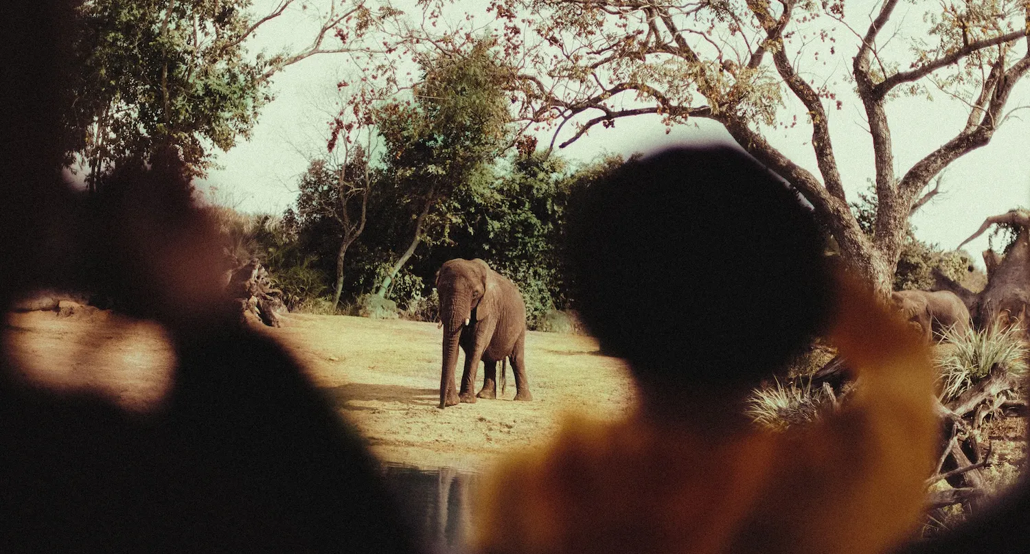 Dei viaggiatori in safari in Africa osservano un elefante