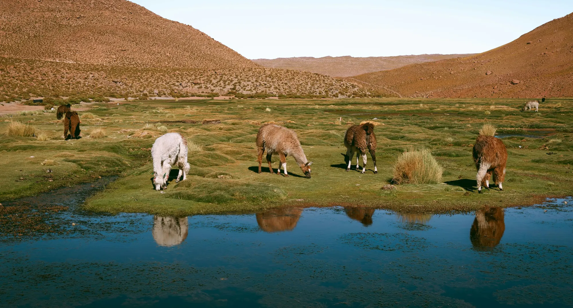 Alpaca's in Zuid-Amerika