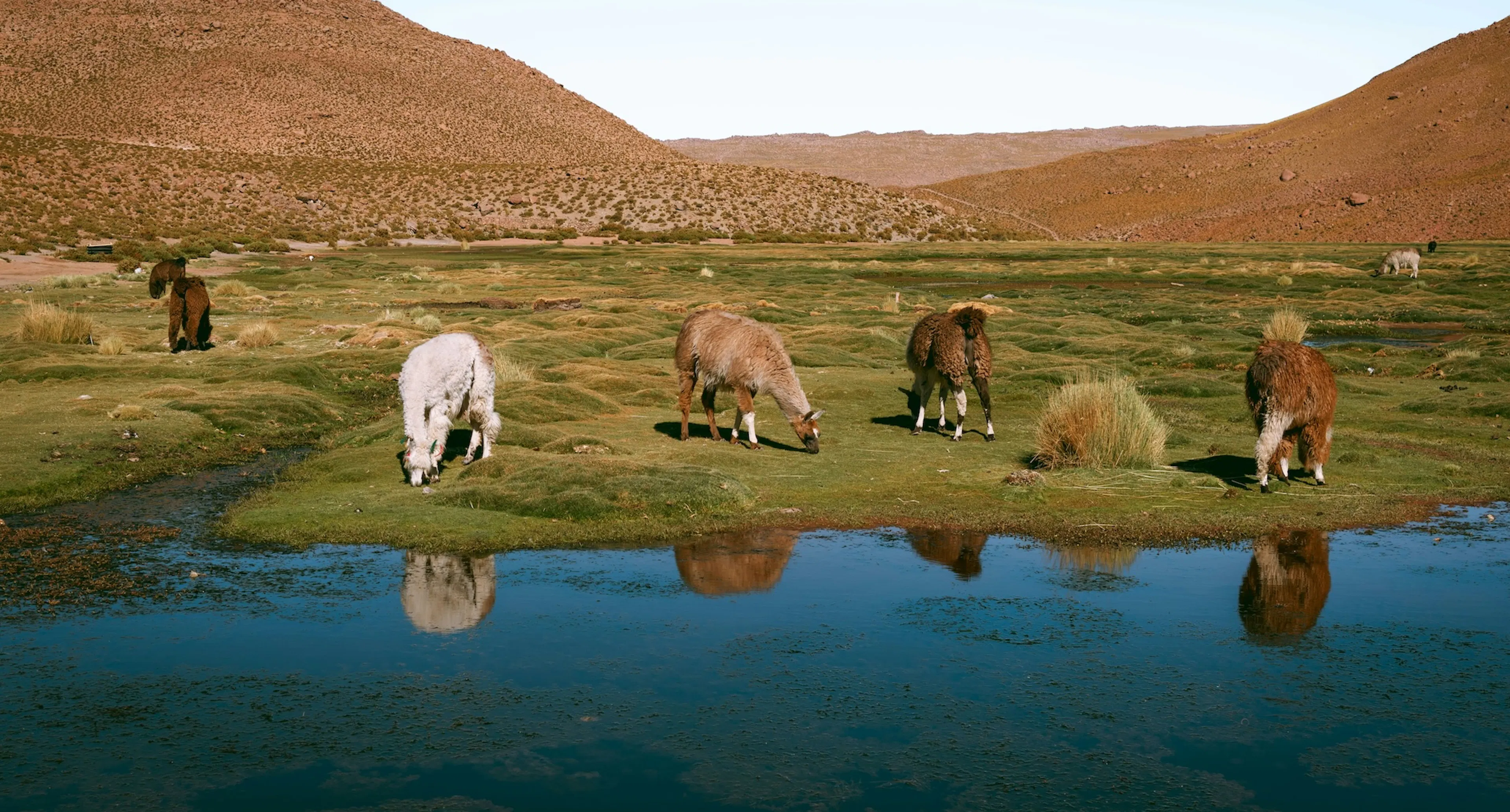 Alpaca in Sudamerica