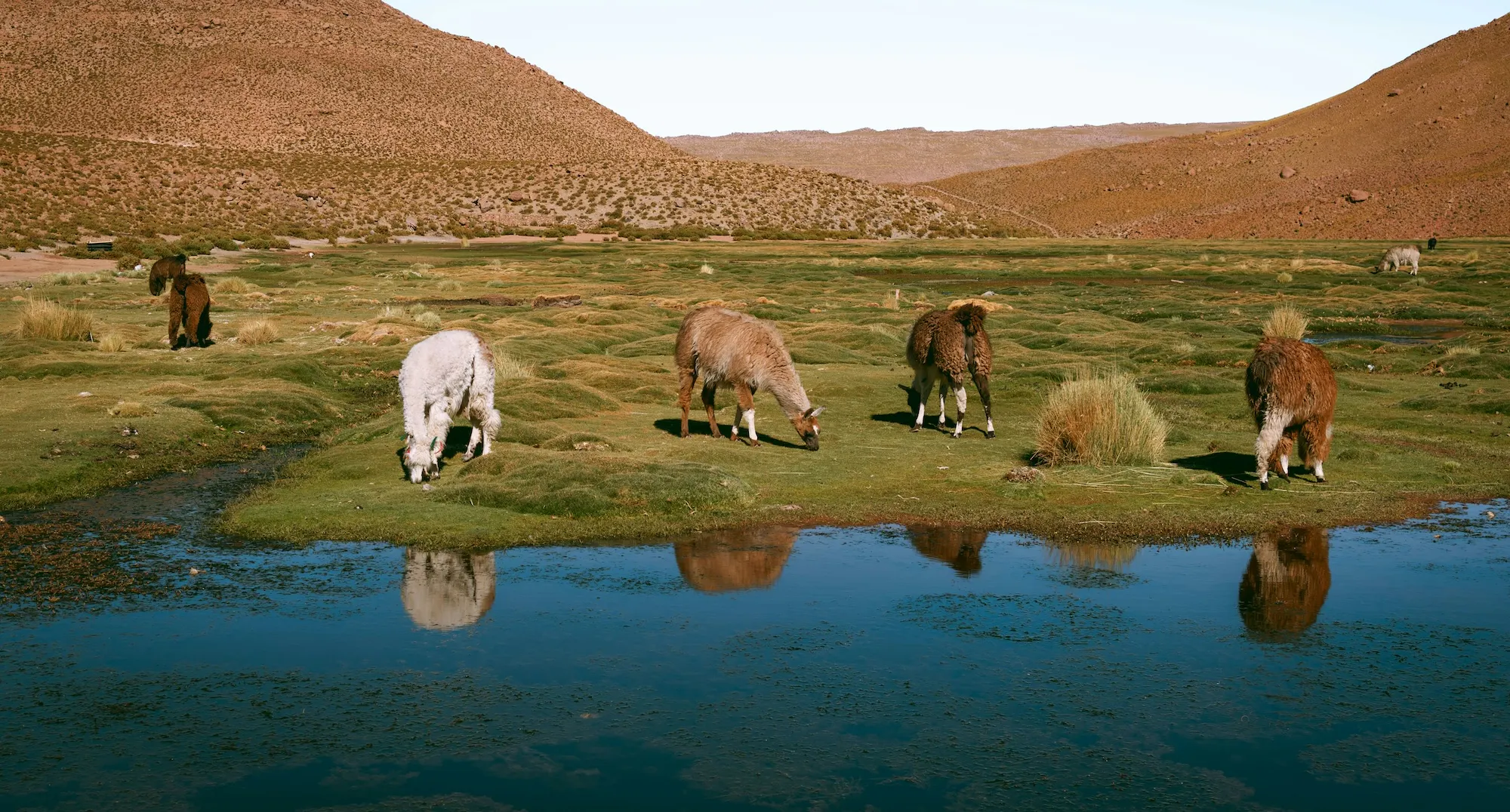 Des alpacas en Amérique du Sud