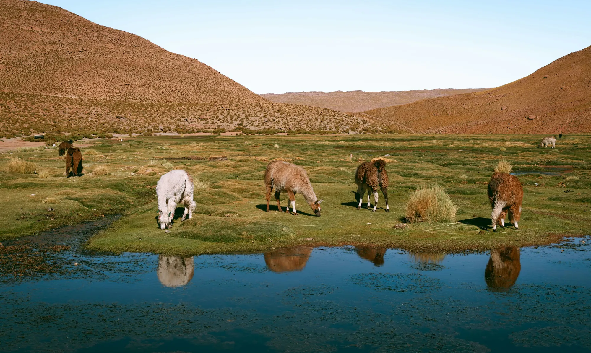 Des alpacas en Amérique du Sud