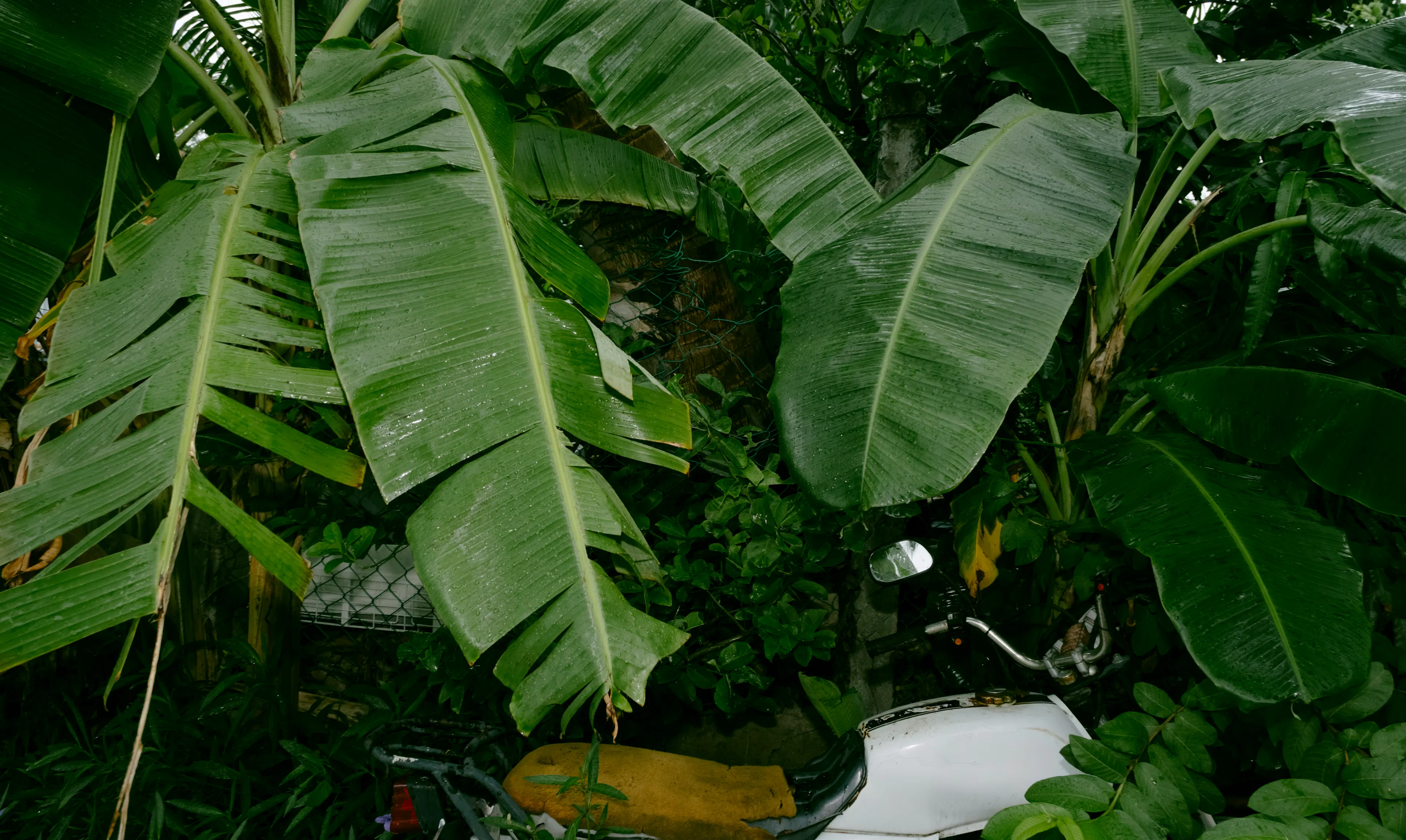 Las hojas de palmera en Centroamérica