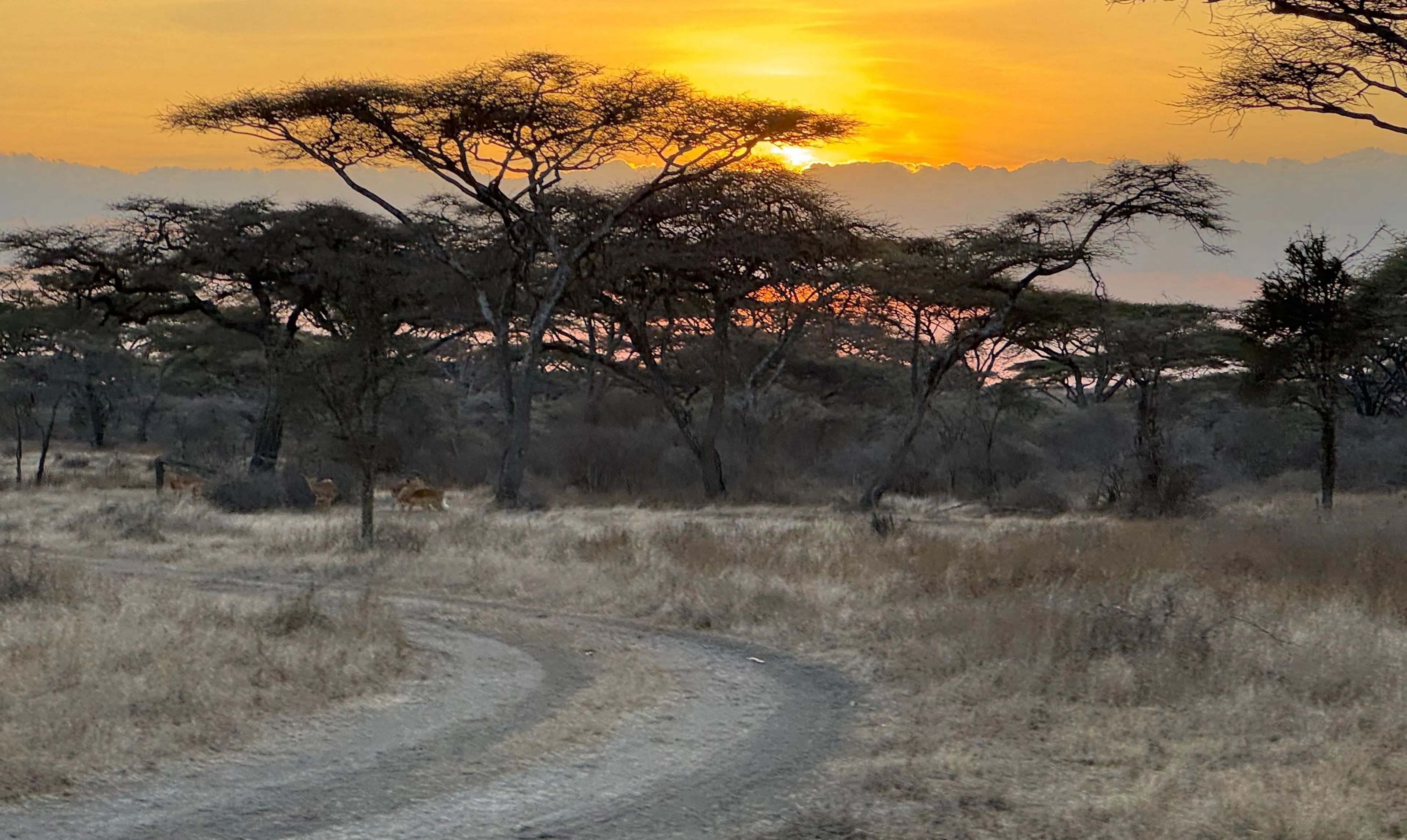 Couché de soleil dans un parc en Tanzanie