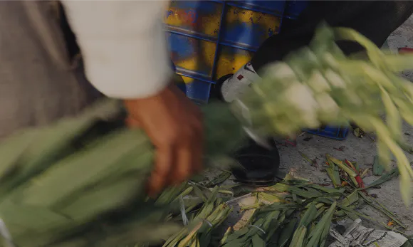main avec plantes
