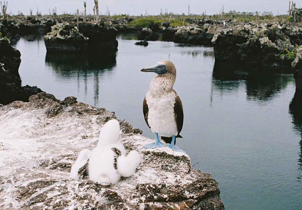 oiseaux sur un lac