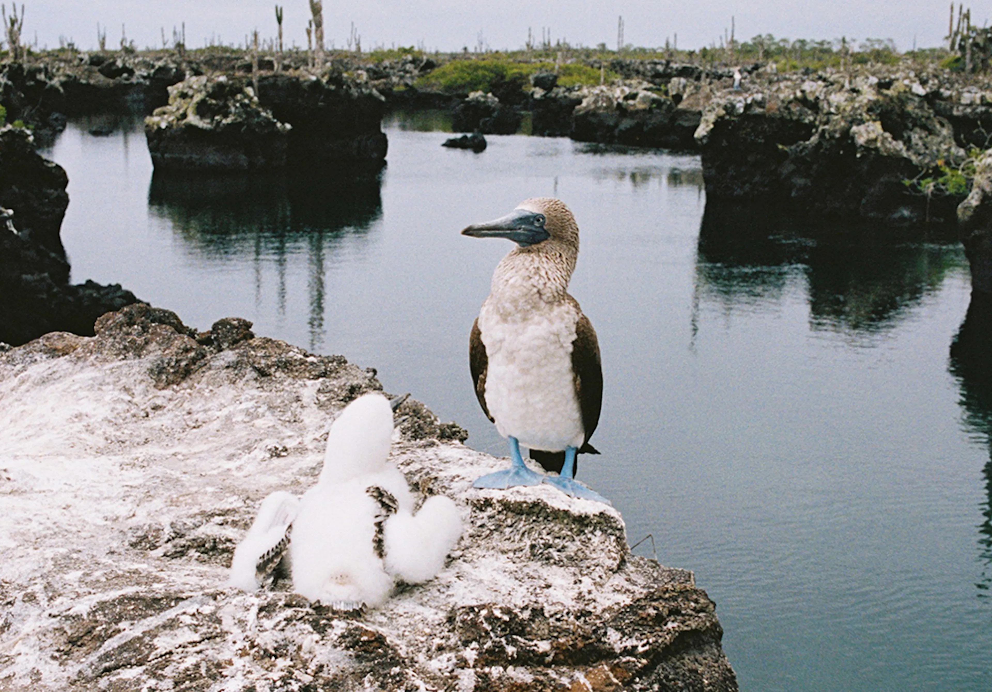 oiseaux sur un lac