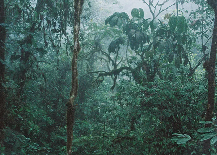 groene jungle-achtergrond