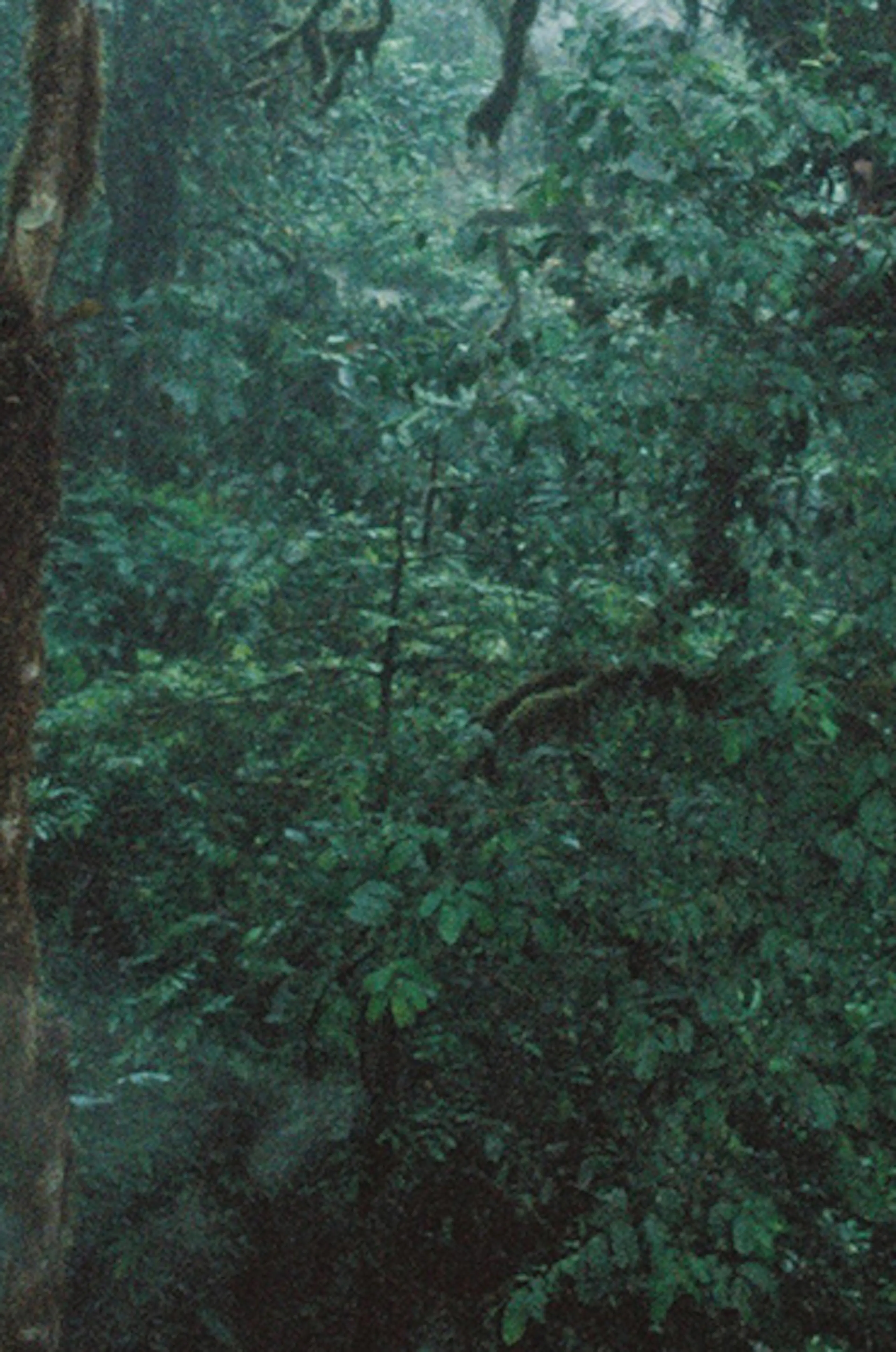 leaves without