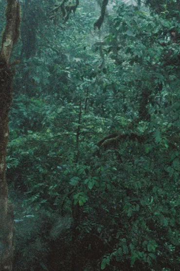 leaves without