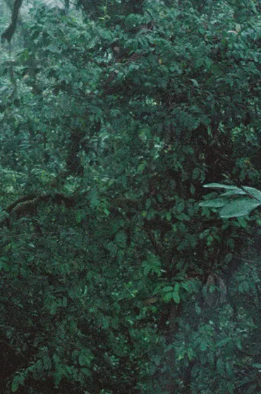 leaves without