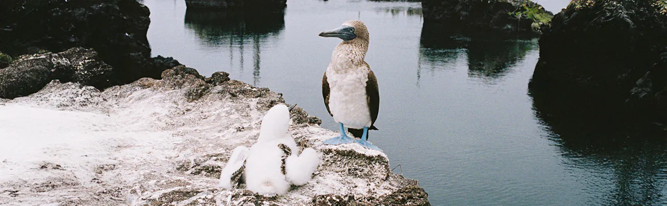 oiseaux sur un lac