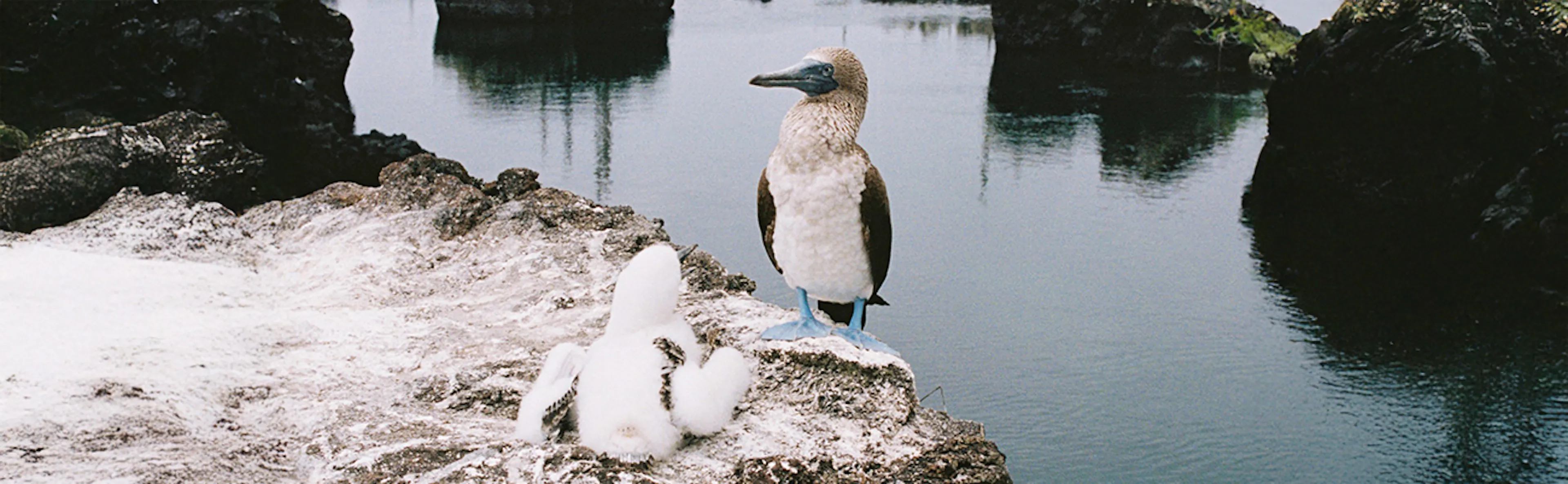 oiseaux sur un lac
