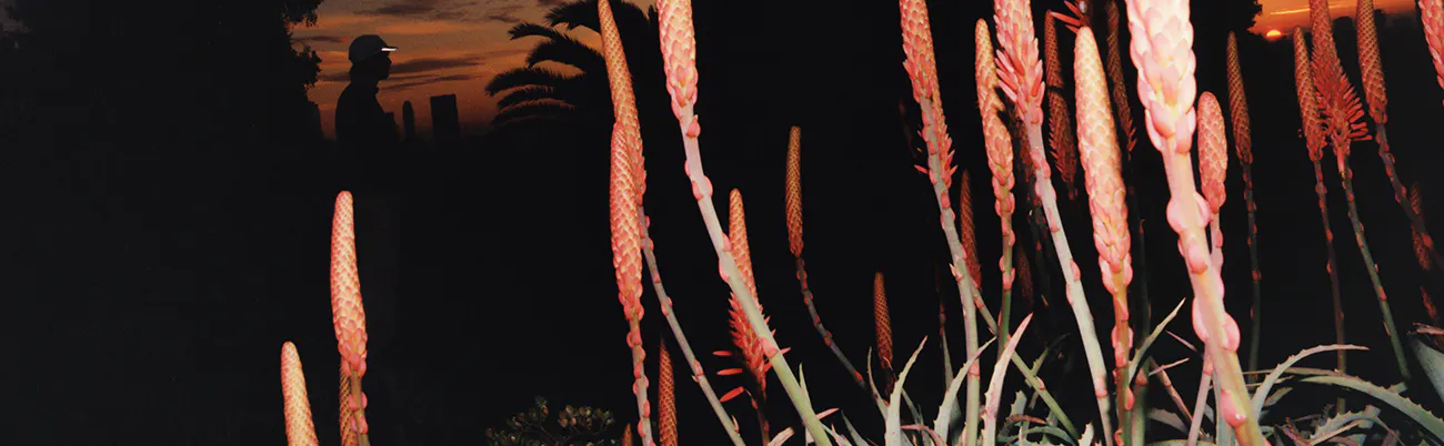 plantes dans l'obscurité