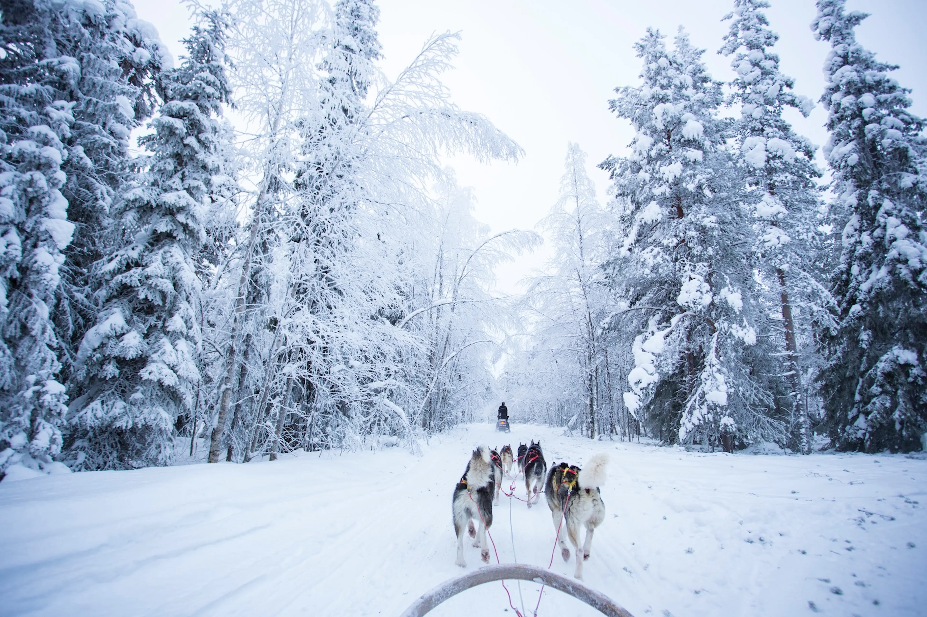 Des huskies tirant votre traîneau dans la neige, entre deux rangées d'arbres