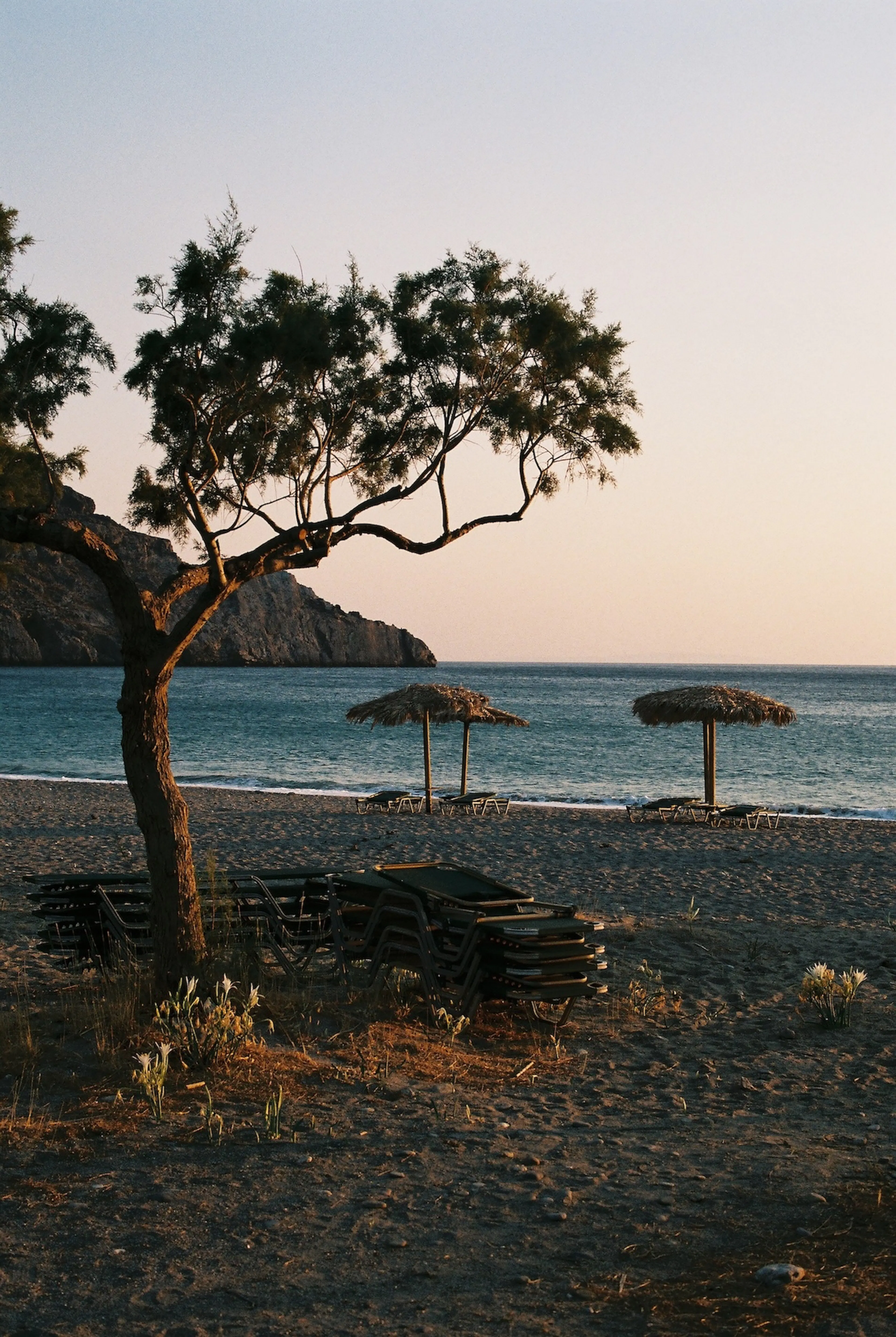 Transats face à la mer bleue en Grèce, avec un petit arbre au premier plan