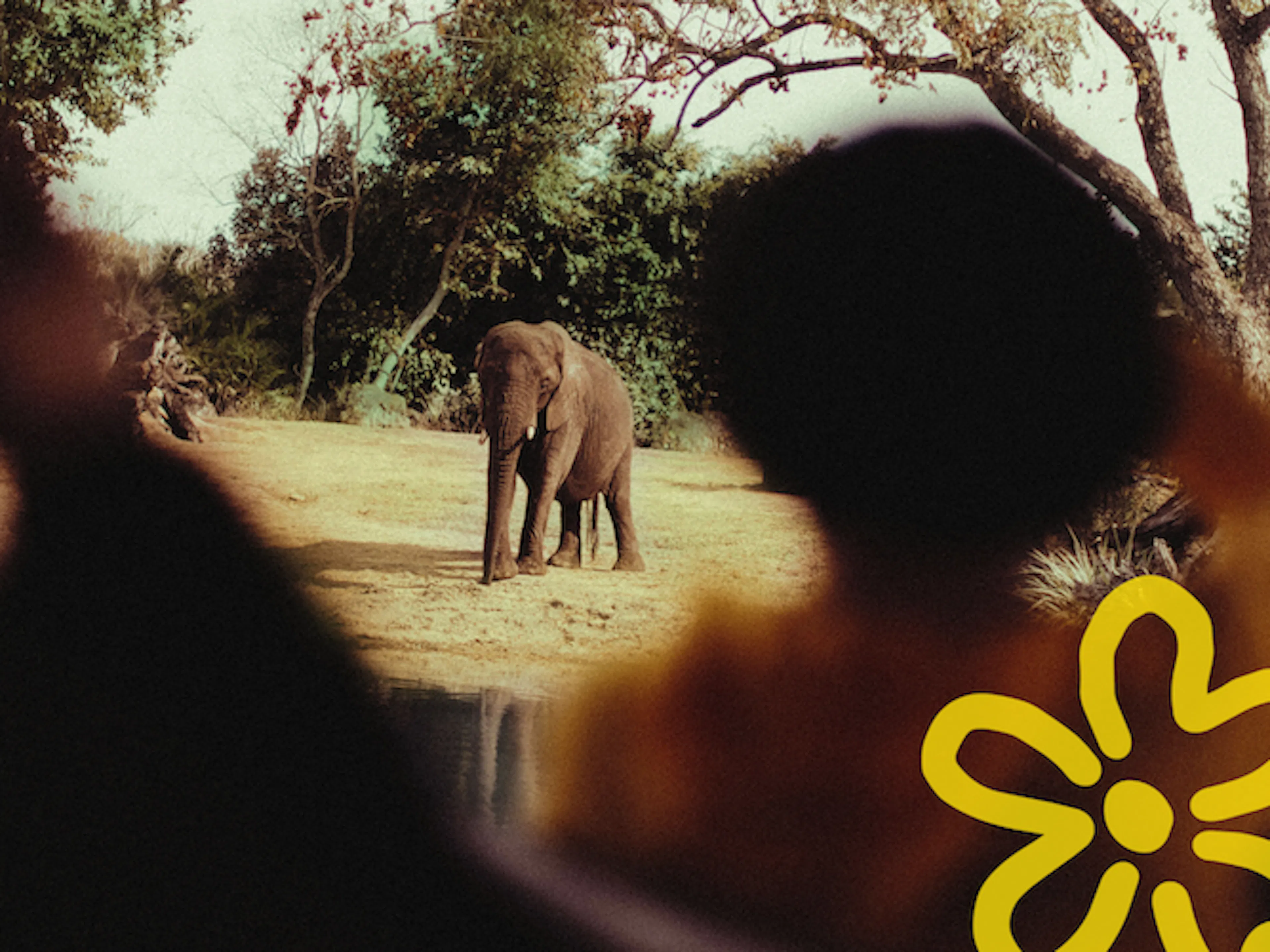 Una persona observando un elefante durante un safari en Tanzania