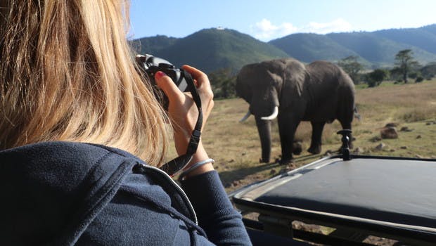 Femme photographiant un éléphant au cours d'un safari
