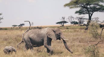 Éléphants en Tanzanie