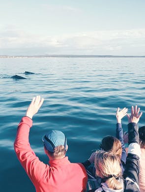 Observation de baleines en famille au Quebec.
