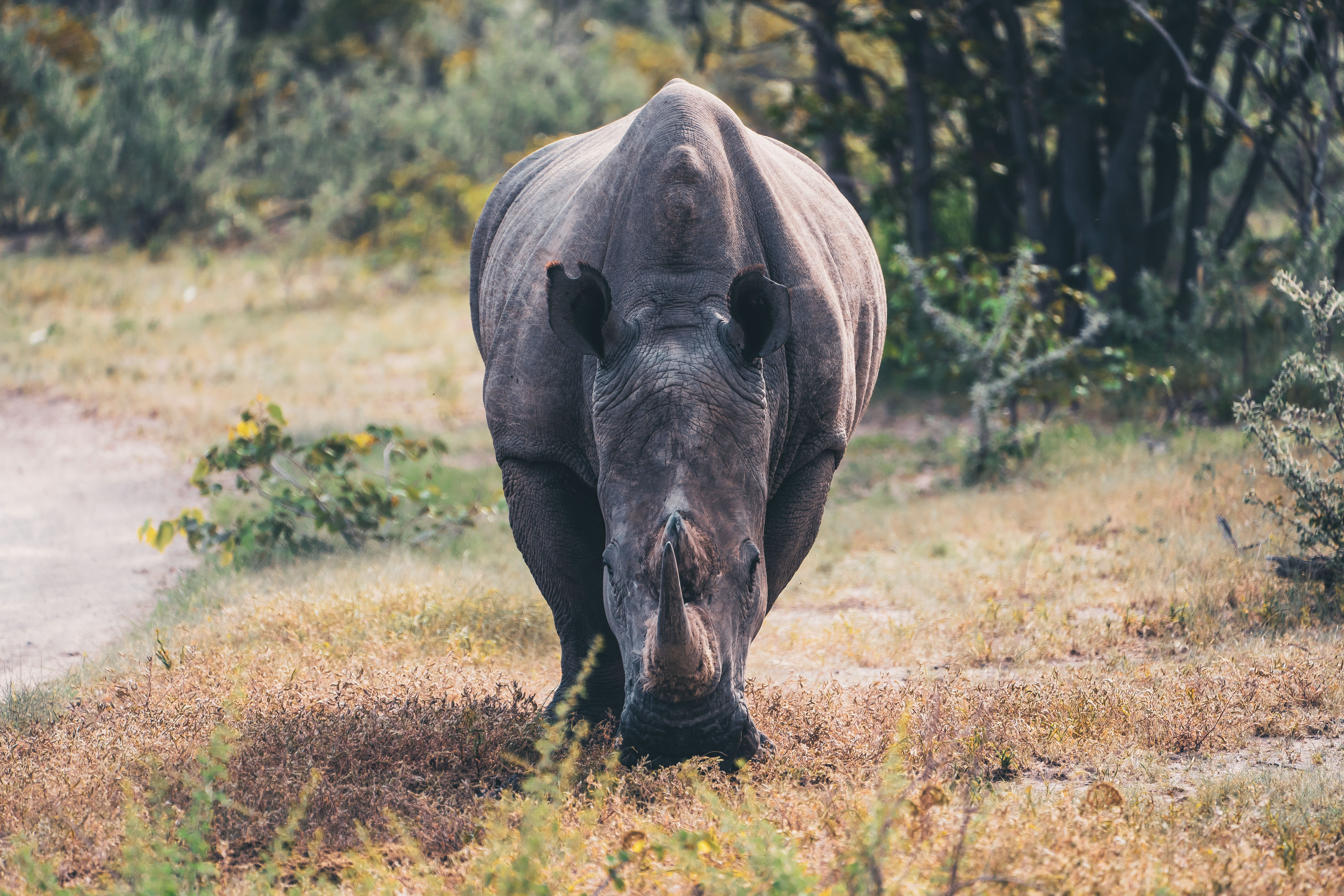 Nashorn im Etosha Nationalpark