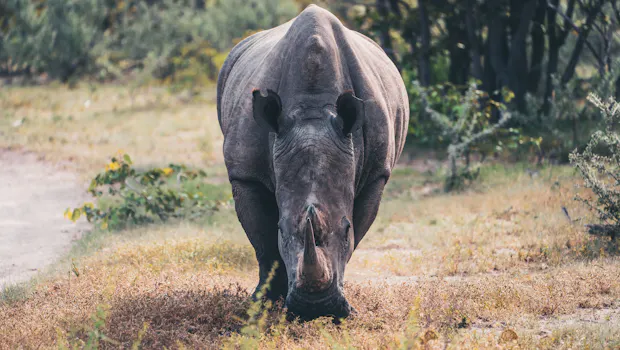 Nashorn im Etosha Nationalpark